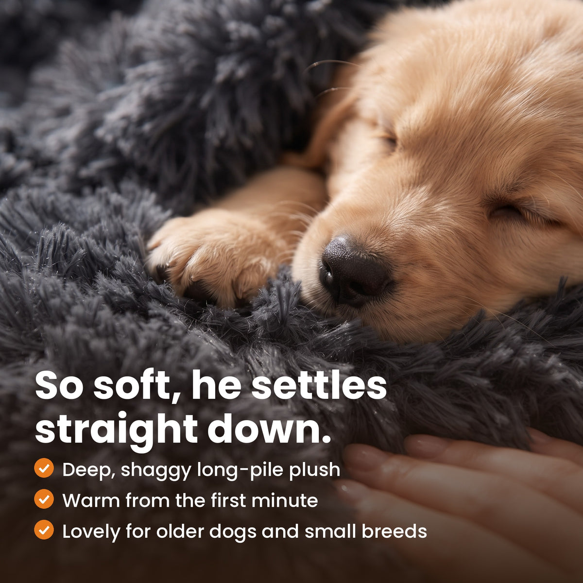 So soft he settles straight down: puppy asleep on the long-pile plush