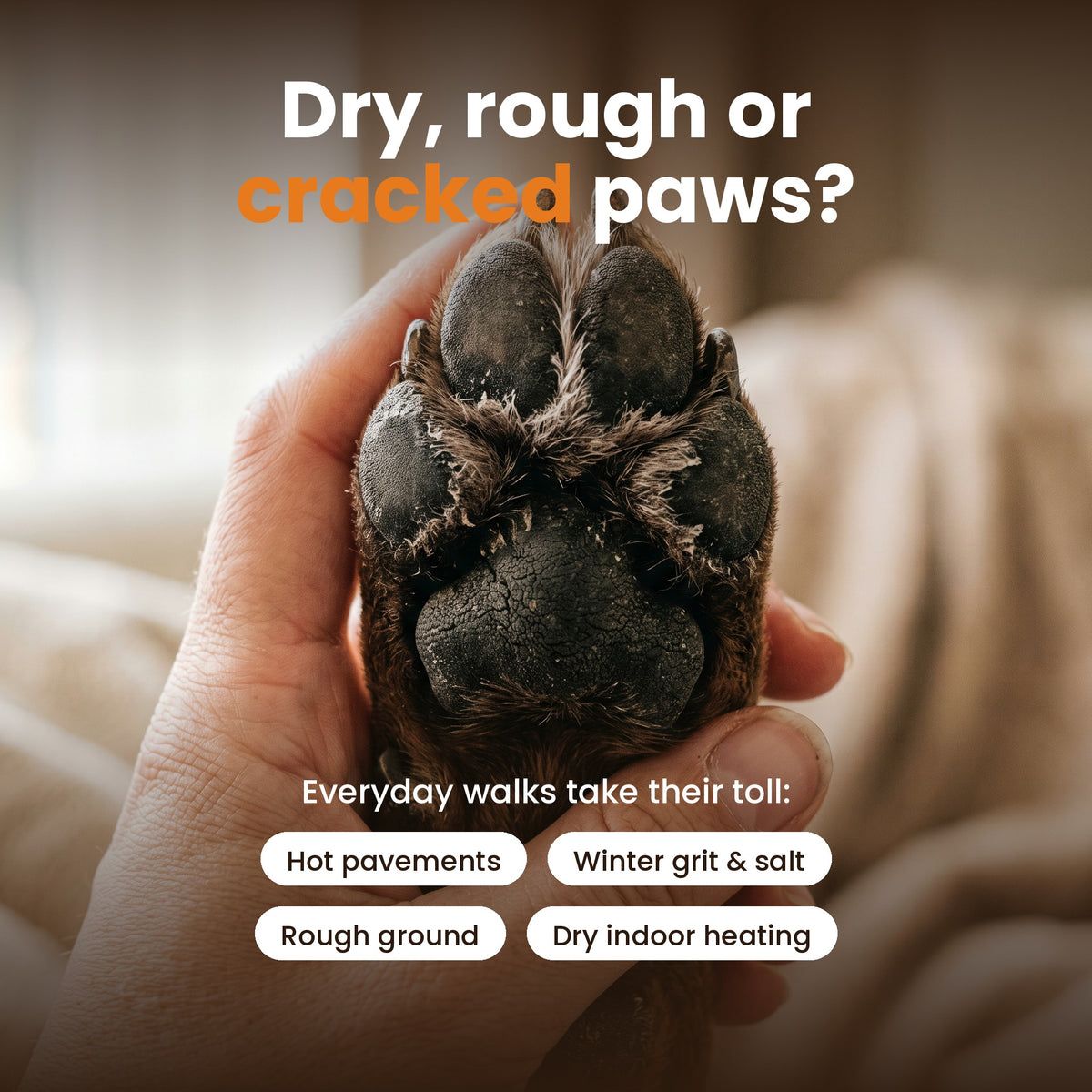 Dry, rough dog paw pads – common causes