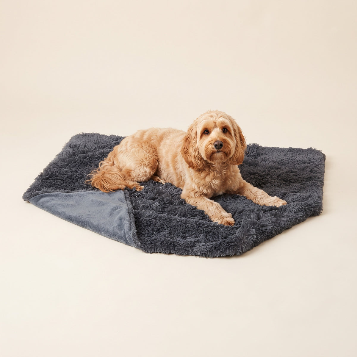 Cockapoo lying on the Pawdys Cosy Blanket in Dark Grey