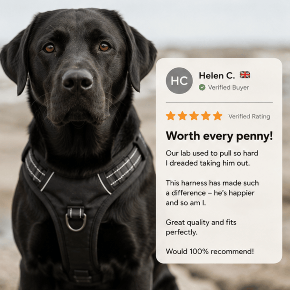 Pawdys No-Pull Dog Harness