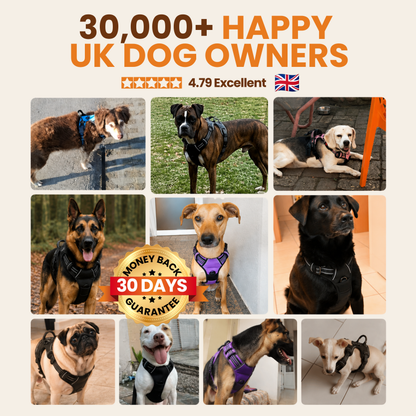 Pawdys No-Pull Dog Harness