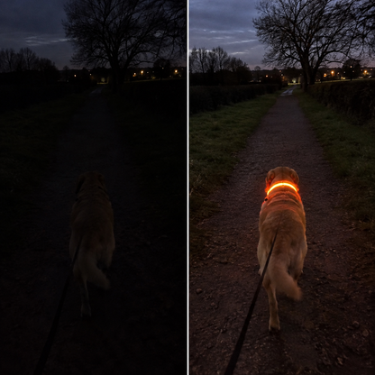 Pawdys Light-Up Collar