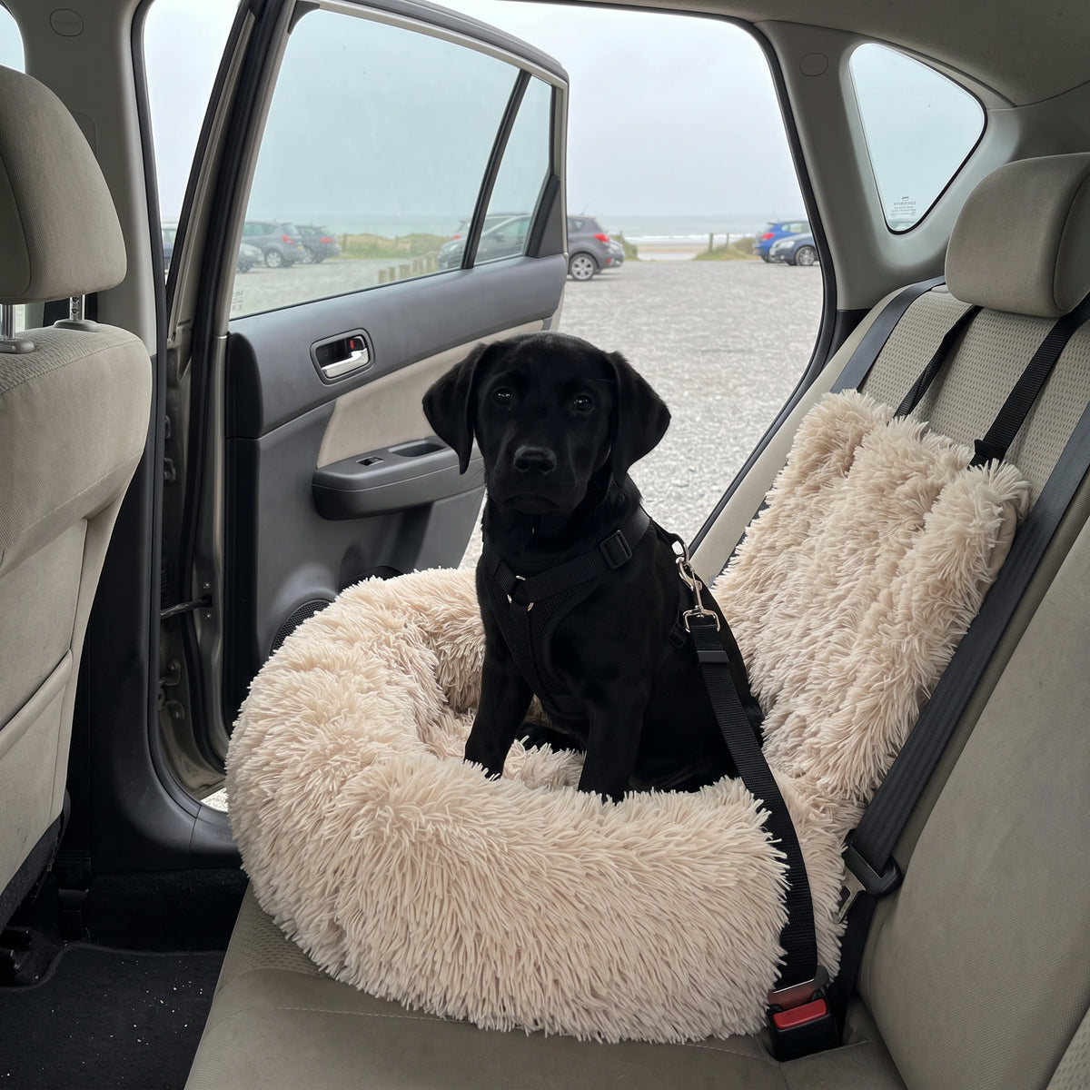 Labrador puppy waiting calmly in the SnugRide Car Bed, clipped in with the Safety Tether, door open at the beach car park