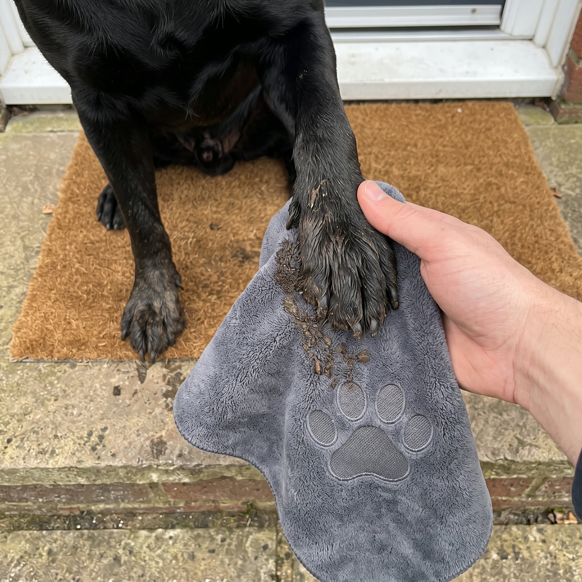 Wiping a Labrador's muddy paw with the Muddy Paws Towel on the doorstep