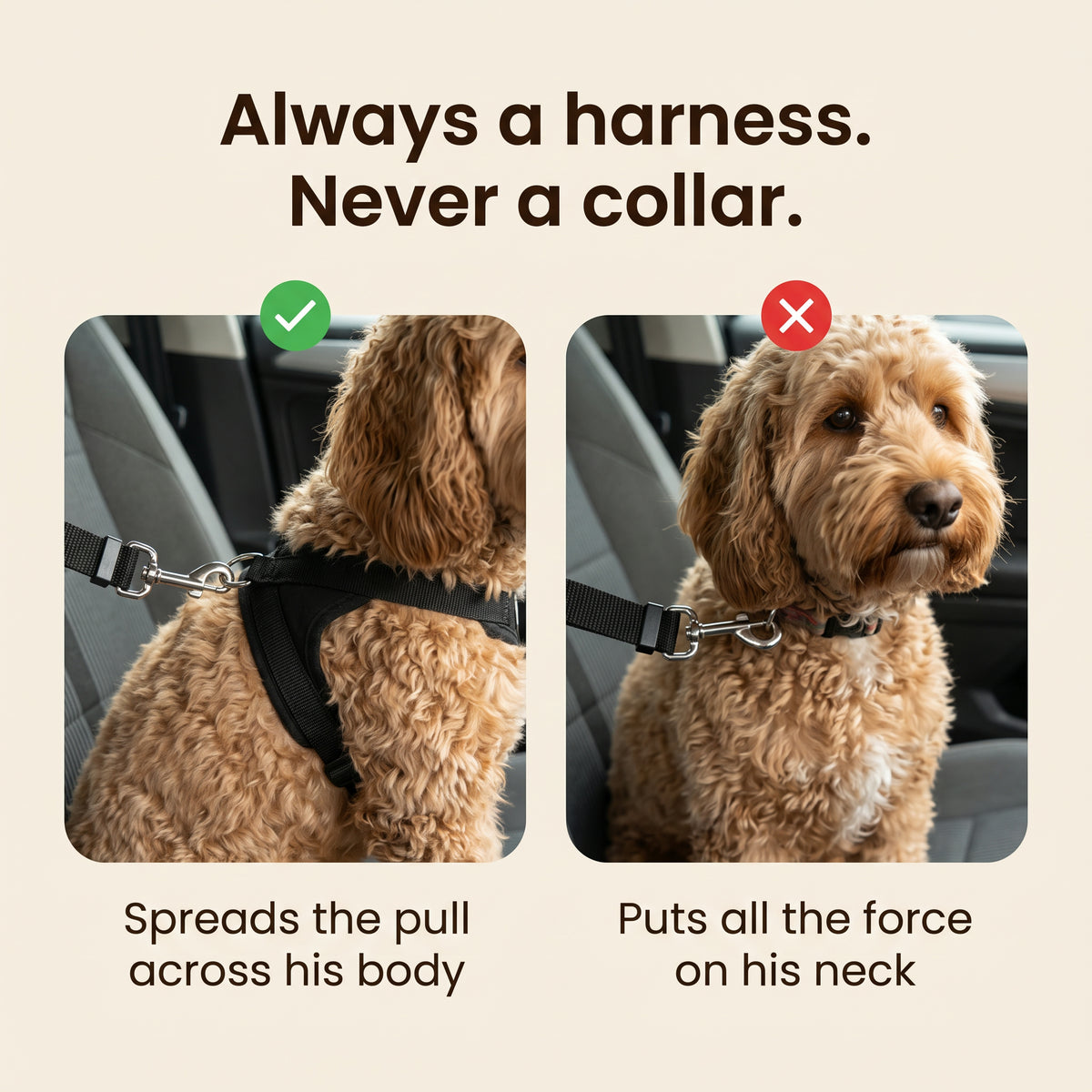 Always a harness, never a collar – a harness spreads the pull across his body