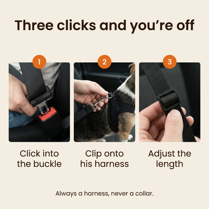 Three clicks and you're off – click into the buckle, clip onto his harness, adjust the length
