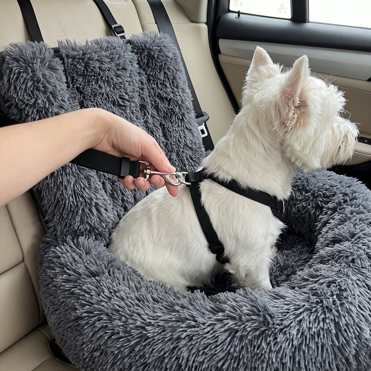 Clipping the Safety Tether onto a Westie's harness in the SnugRide Car Bed