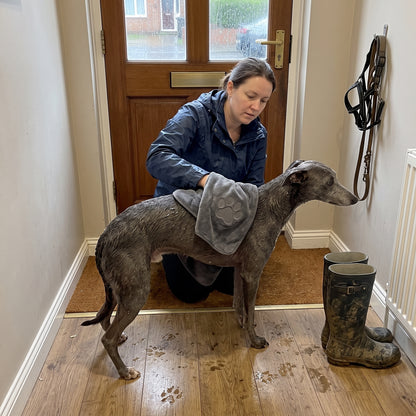 Drying a soaked whippet in the hallway with the Muddy Paws Towel