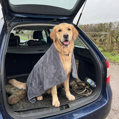 Golden retriever in the car boot wrapped in the Muddy Paws Towel after a rainy walk