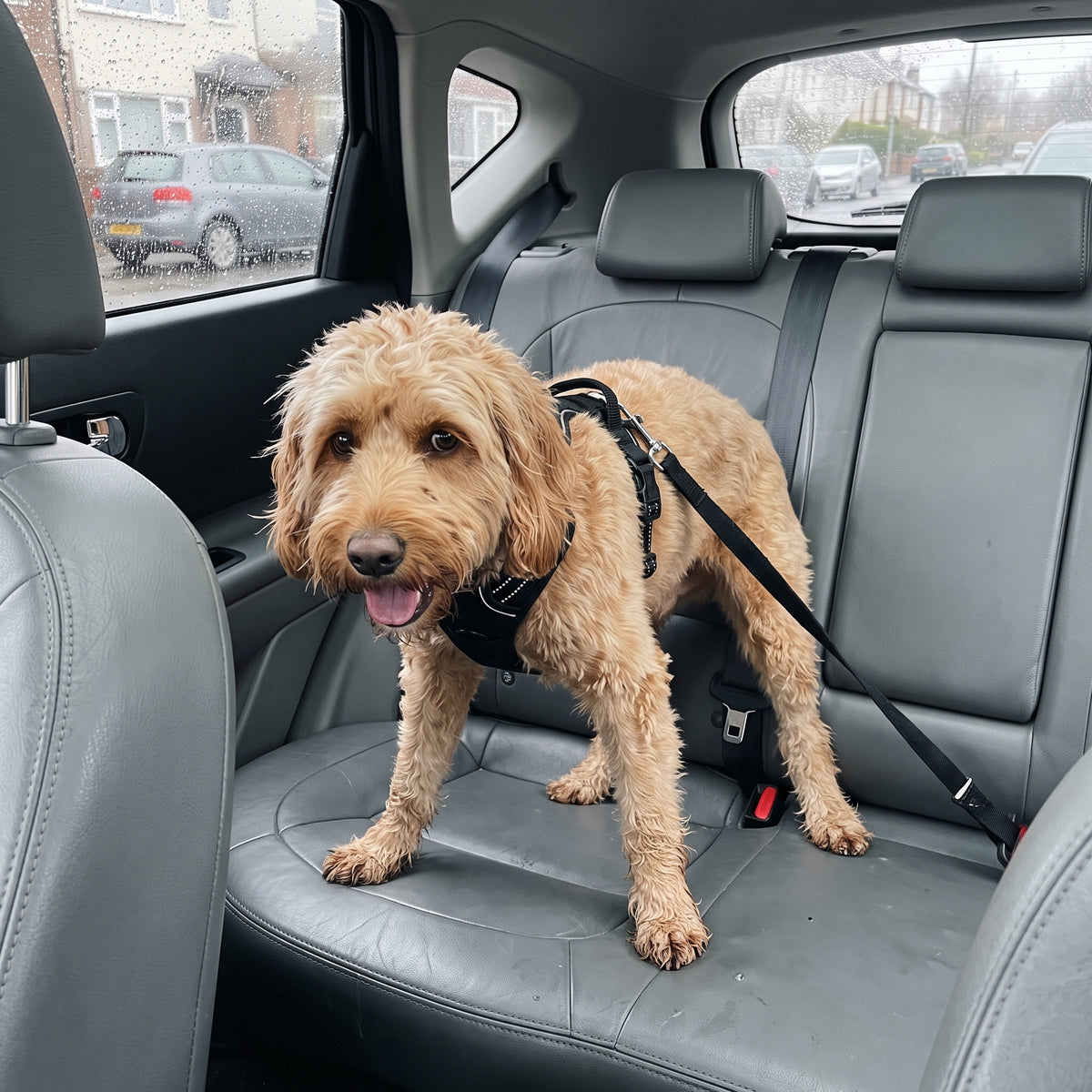Restless dog on a bare car seat